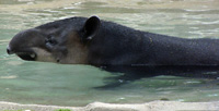 tapir